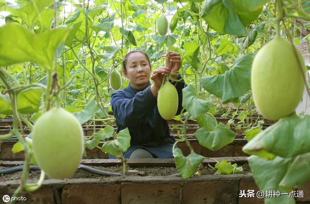 秋季哈密瓜露地滴灌栽培技术，这项很重要 瓜农请收好