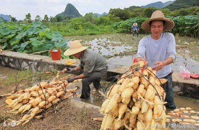 莲藕大丰收，每亩还多赚1500元，专家教你怎么种！