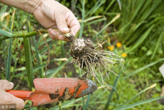 谁说今年大棚蔬菜价格低？种植这种蔬菜月入2万，快来学习技术吧