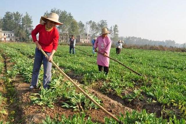 疫情结束做什么？板蓝根价格高、前景好，掌握科学种植也不难