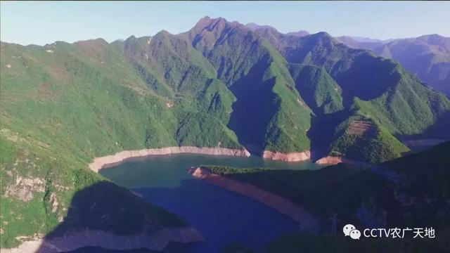 【农广天地】小小猕猴桃，种在周至是个宝！ 大大关中黑，好奇呆萌肉质好！