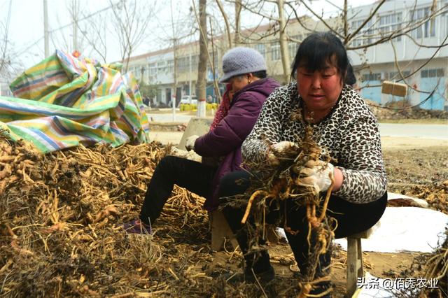 致富有技巧：农村人外出打工年挣8万多元，仍不耽误种植中药材