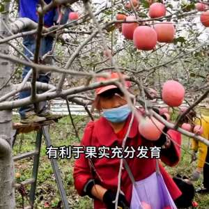 苹果树种植技术视频(揭秘'果园的绿色建筑'，你知道苹果树的秘密吗？@抖音短视频)