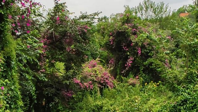 云南山茶花第一村，大理国王族后裔在此种植茶花，被誉为“花王”