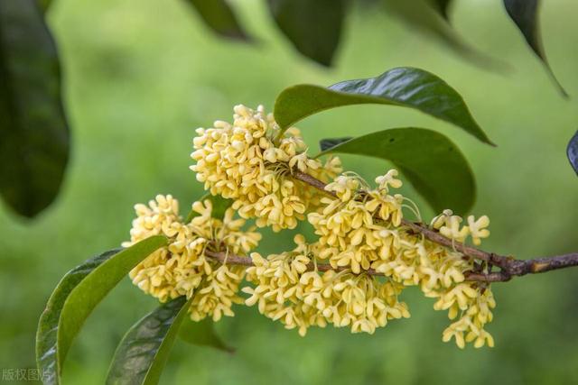 揭秘桂花的真相：北方能种桂花吗，如何种植？一文给大家说清楚