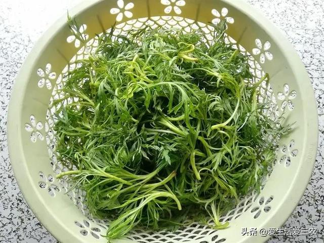 种植一亩野菜，比种植三亩蔬菜收益还高，种植野菜轻松致富