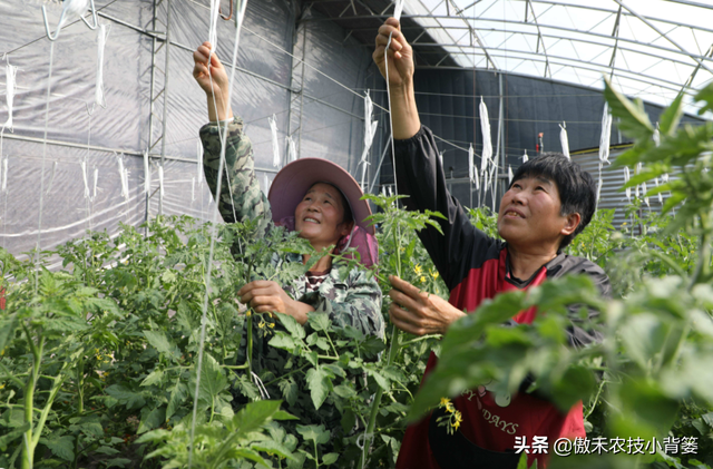 从播种到采收，手把手教你种植高产优质的西红柿