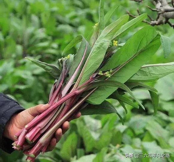 霜降到，农家菜园里还可以种植哪些耐寒的蔬菜？