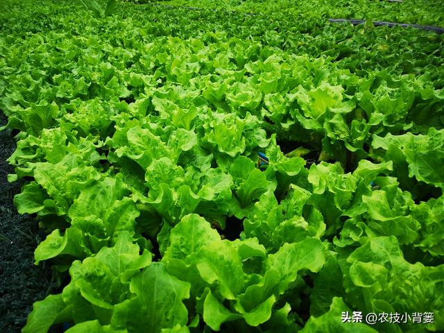 种植速生绿叶蔬菜施肥要谨慎，避免亚硝酸盐含量过高危害饮食安全