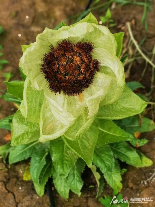 巩留县：天山雪莲低海拔人工种植成功