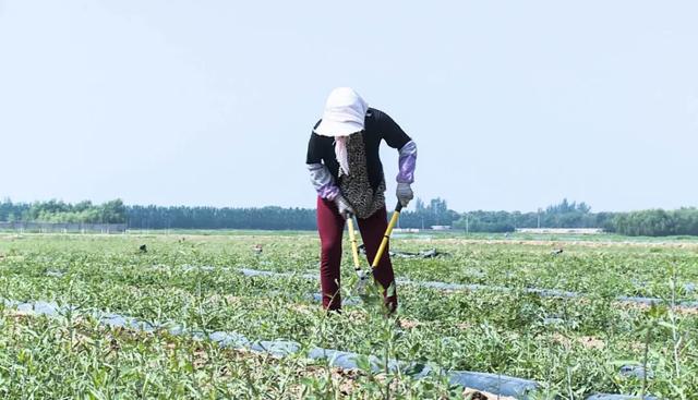 小小枸杞芽菜，扶贫助农有一手