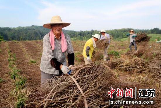 南京高淳生态茶园夏季管护助增收