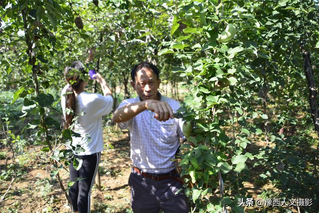 河南农民种植“北方白香蕉”，从野生到大田培育成功，耗时8年