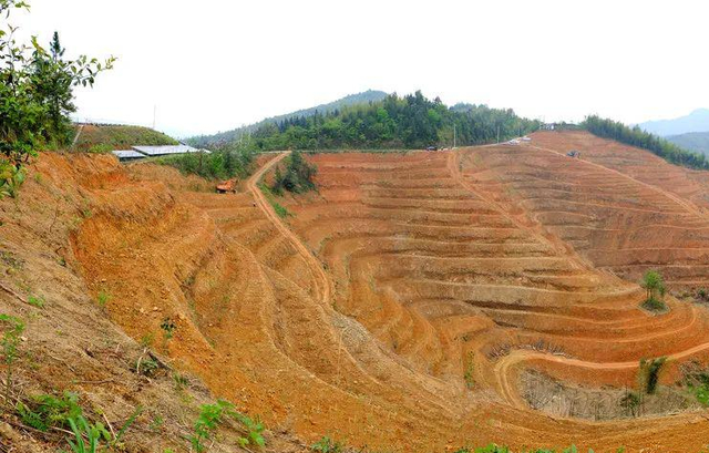 适合荒山种植的7种树，只要管理到位，每亩收益在15-50万