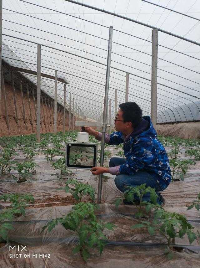 30天收获的蔬菜你想种吗？还不招虫，咖啡菜阳台种植就选它