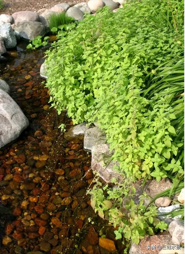 推荐适合池塘种的16种植物