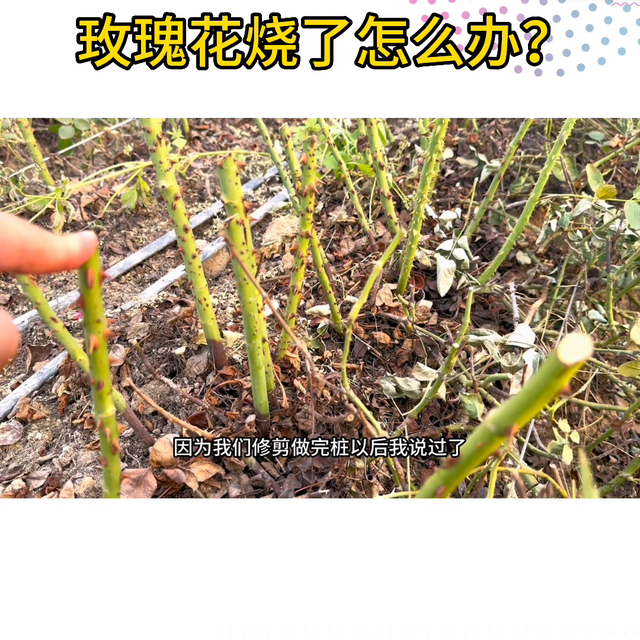 玫瑰花卉管理日常分享#了解种植技术点红心关注