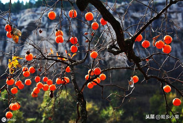 柿子栽培技术：定植、土壤、施肥管理三要素，掌握轻松丰产