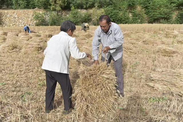 黑小麦实验种植跟踪观察记录