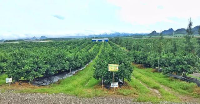 走进广西沃柑种植最土豪、最标准的基地！（BAA调研系列九）