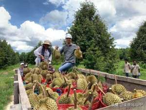 柬埔寨榴莲种植(年入75万美元柬埔寨榴莲每公顷利润等于打工10年)