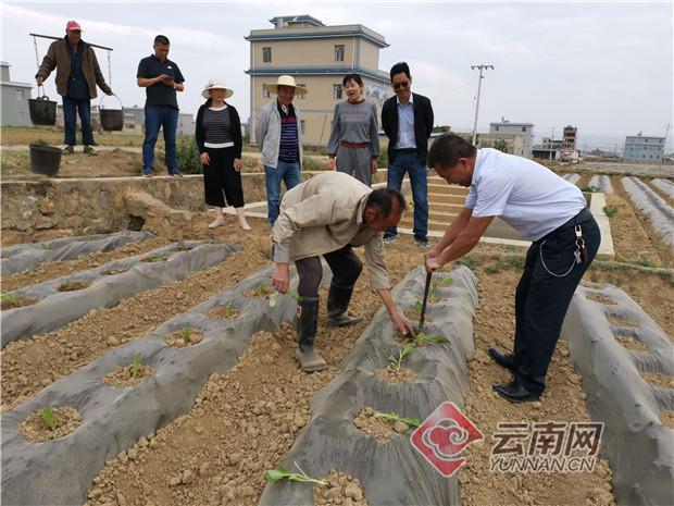 大理祥云县下庄镇：抢抓节令种植烤烟