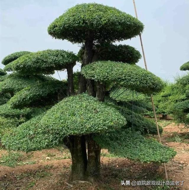 庭院常用高档植物—对节白蜡