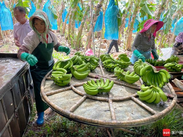 “如此多蕉”！昌江十月田镇两村联手发展200亩香蕉种植基地