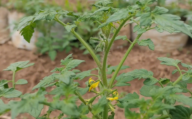 无土栽培要想成本低，如何用袋子种植圣女果？种植指南来了