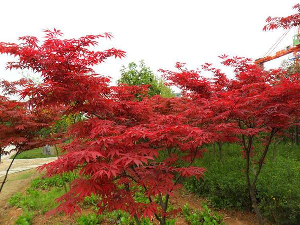 红枫什么时候种植最好？美国红枫栽培技术