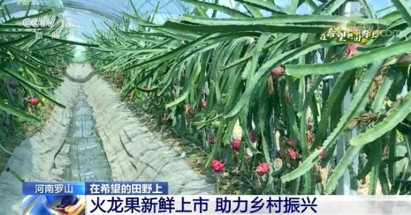 在希望的田野上｜河南罗山火龙果新鲜上市 红红火火助力乡村振兴