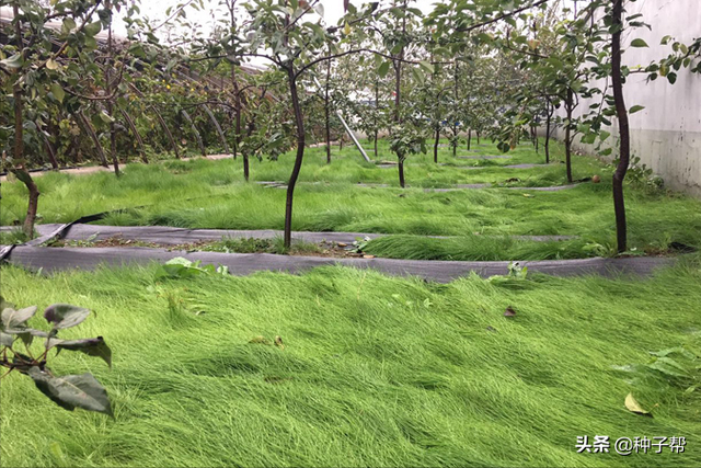 果园披上“绿色地毯”，果园种植鼠茅草后，5年不需要除草