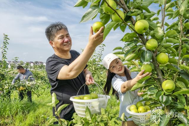 【绽放在乡村振兴路上的笑脸】南京溧水晶桥镇：谱好特色现代农业和乡村旅游“融合”曲