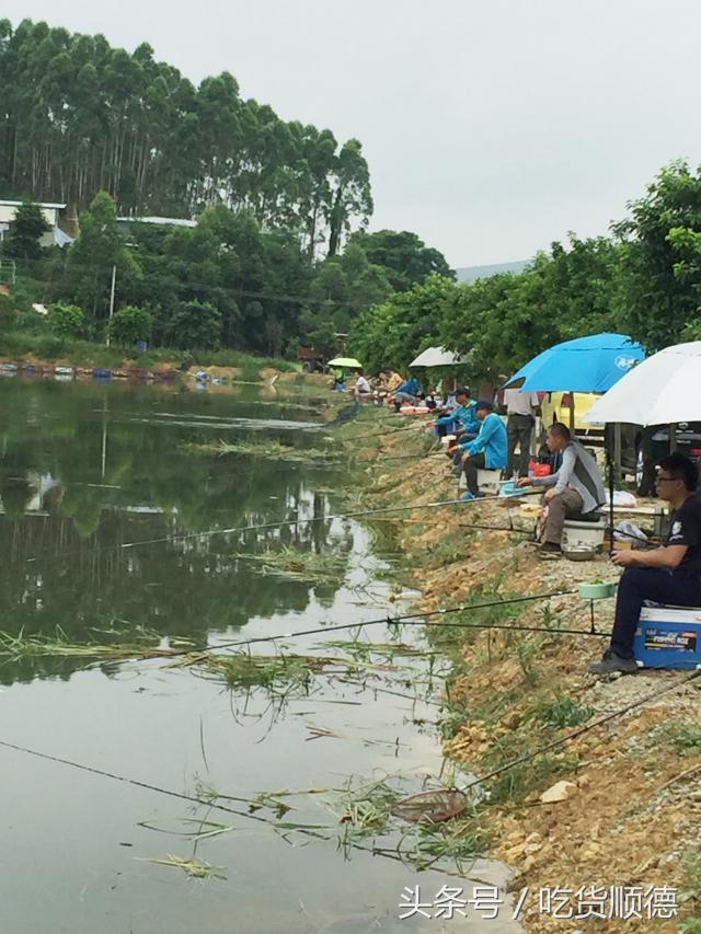 佛山高明这个被十几种水果包围的农庄，足足有300+亩，去好几次才能走个遍！