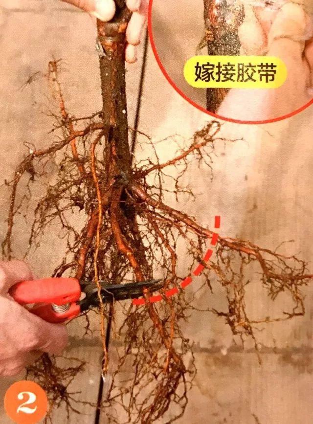 9张图就能看懂树苗移植方法全过程