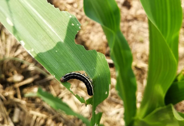 今年玉米粘虫发生重、难防治？农户要重视！掌握3个技巧轻松解决