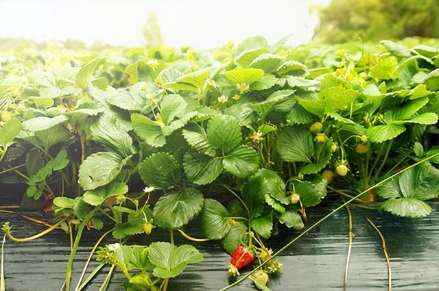 现代种植技术研究：前沿草莓丰产栽培技术