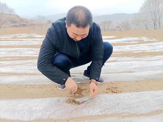 武山县蔬菜产业发展中心积极在山旱地开展地葫芦试验示范种植