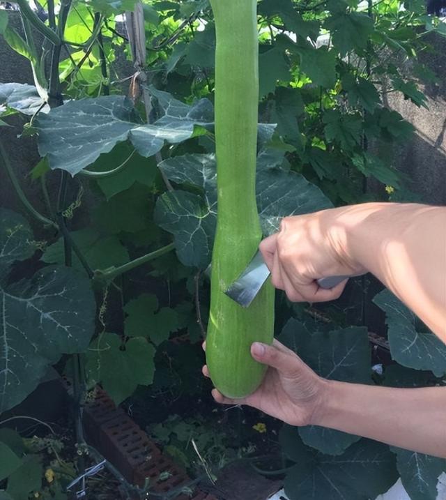 砍瓜：一种神奇的瓜，吃多少砍多少，砍完还能长，种植方法也简单