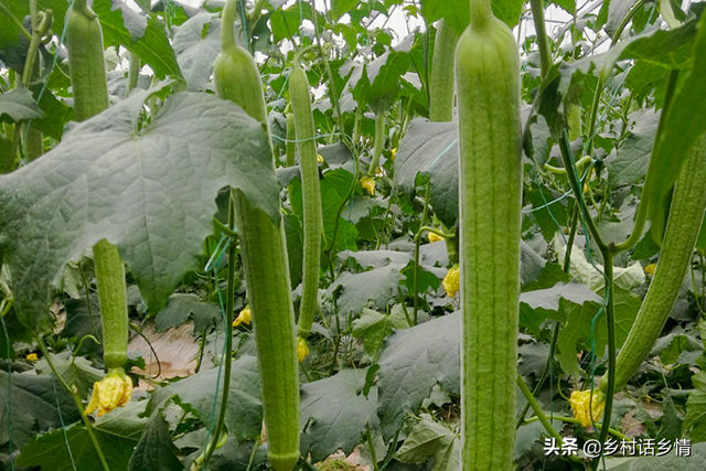 想好了来年种植什么蔬菜吗？分享五种超高产品种，总有适合你的