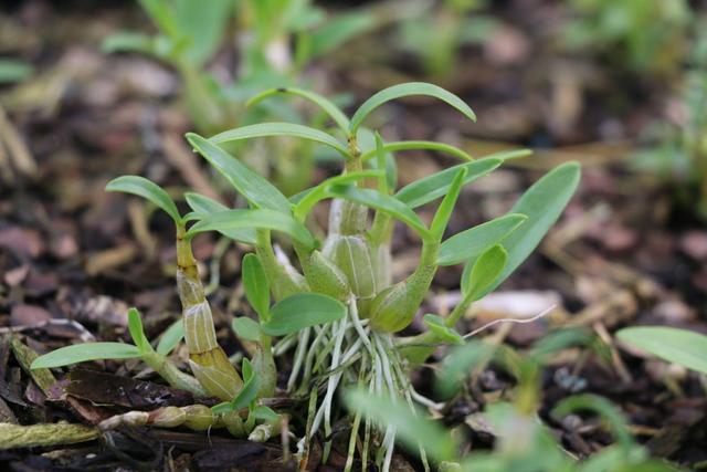 两个点小知识，教你种植霍山石斛