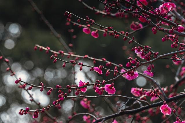 关于腊梅为冬春园景花木，有浓烈芳香，腊梅的栽培管理你了解吗？