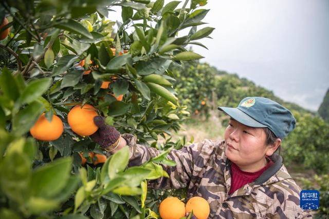 重庆奉节：脐橙进入收获季 转型升级促增收