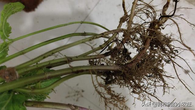 掌握薄荷种植的4种方法，5个管理规程，林下也可种出优质薄荷