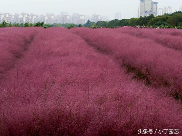 现在的网红草，粉黛乱子草养成记