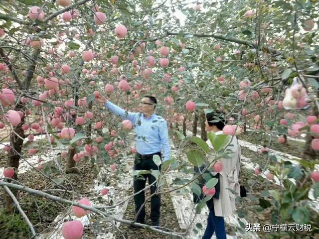 会计头条：种苹果的会计分录