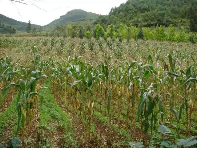 柴胡怎么种植才能长的好？中药材柴胡种植关键栽培技术