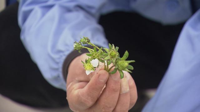 寒潮来袭，金山各种植合作社做好果蔬御寒保供