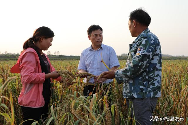 河南杞县：官庄乡大力种植特色农作物 撑鼓了农民的腰包