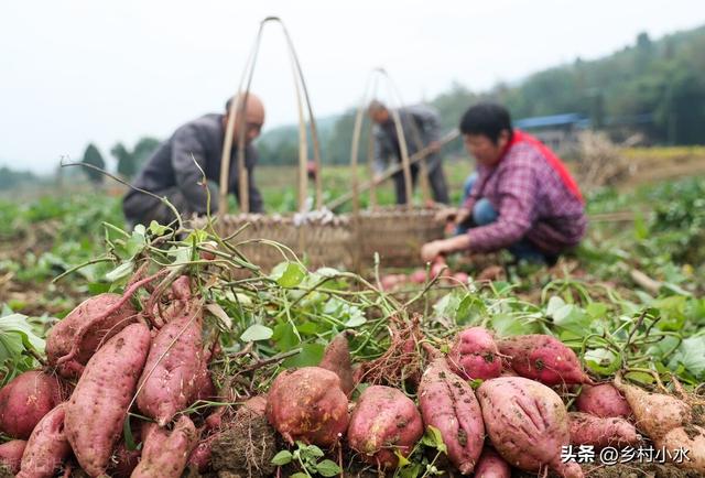 种植马铃薯和红薯，严格做好“3点”，薯块个大、产量高